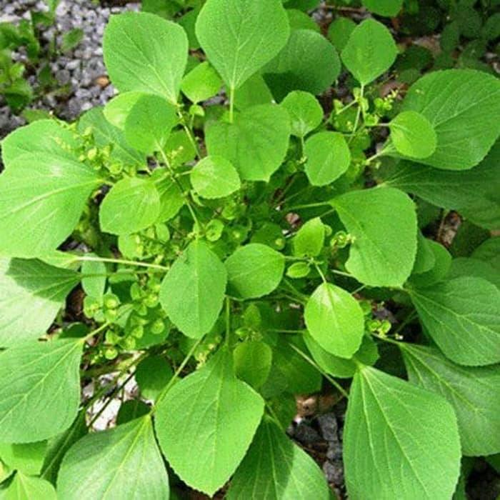 tanaman herbal anting anting & pohon herbal