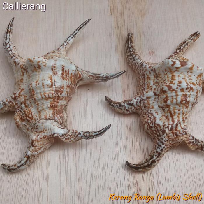 Kulit Kerang / Cangkang Kerang Ranga - Lambis Shell