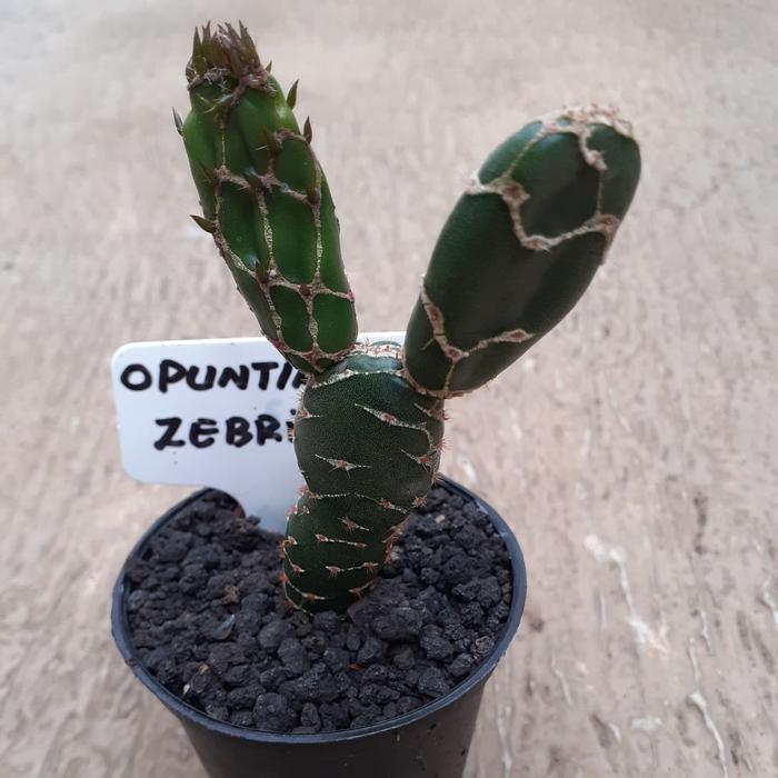 opuntia zebrina