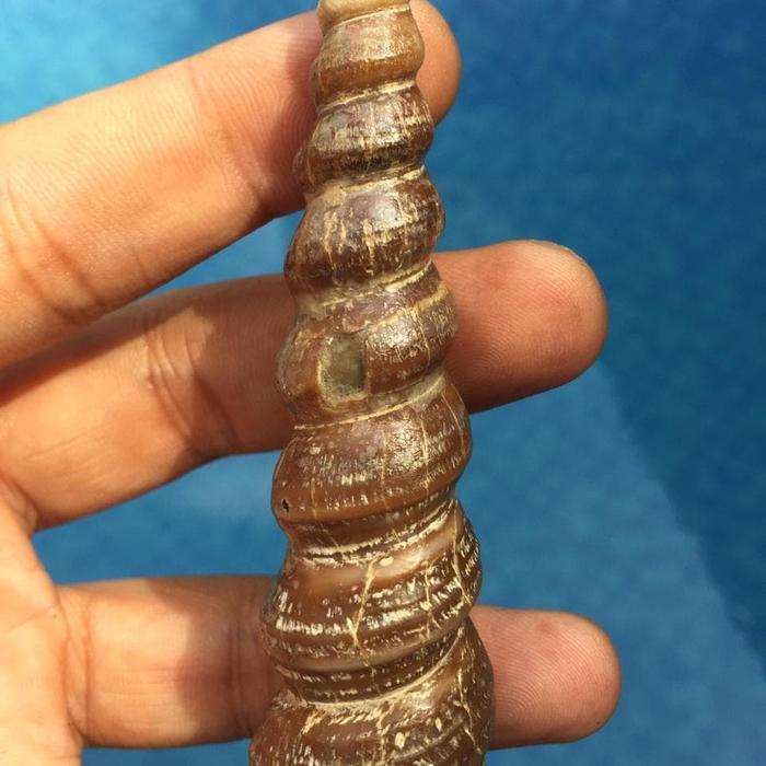 FOSIL KEONG BUNTET JUMBO PURBA