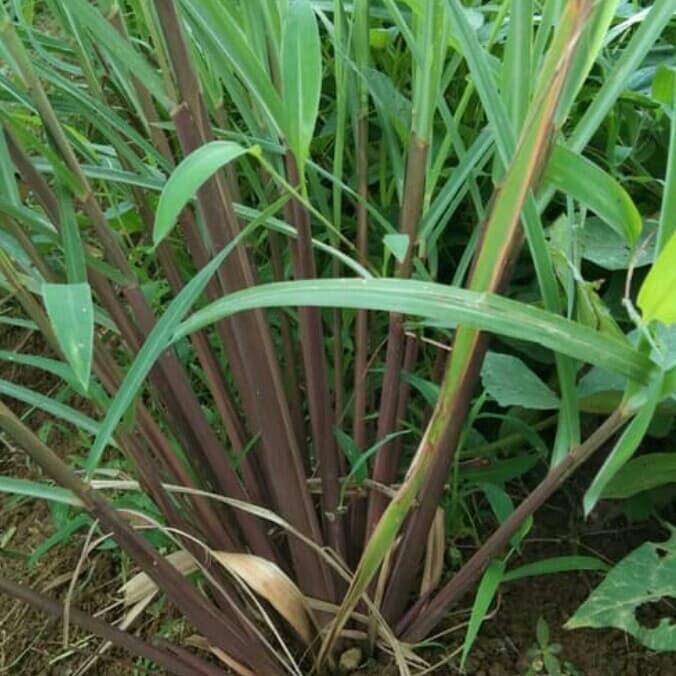 Pohon sereh Wangi minyak atsiri paket 10