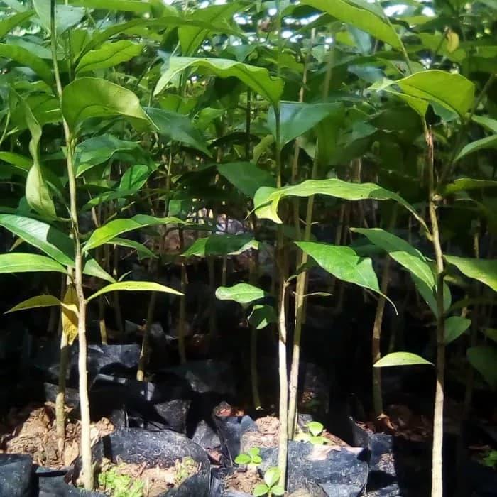 BIBIT KAYU GAHARU PAKET 100 BATANG 30 CM / KAYU GAHARU // POHON GAHARU