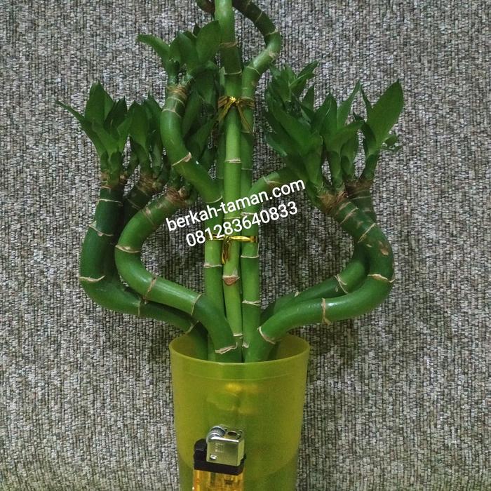 Bambu Hoki Tombak - Lucky bamboo tombak