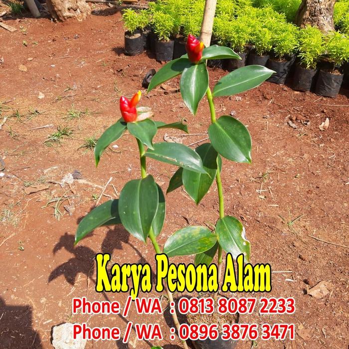 Pacing Pentul / Tanaman Pacing Pentul