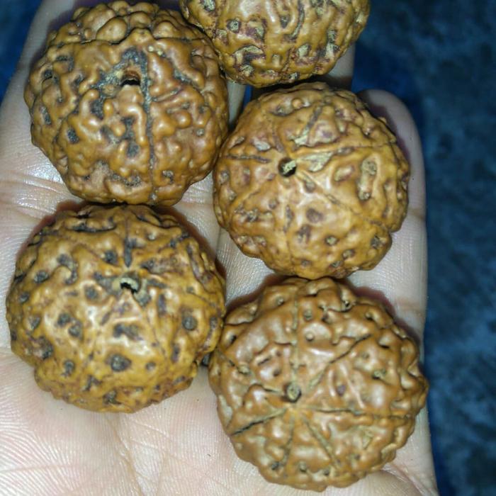 rudraksha jenitri besar perkilo