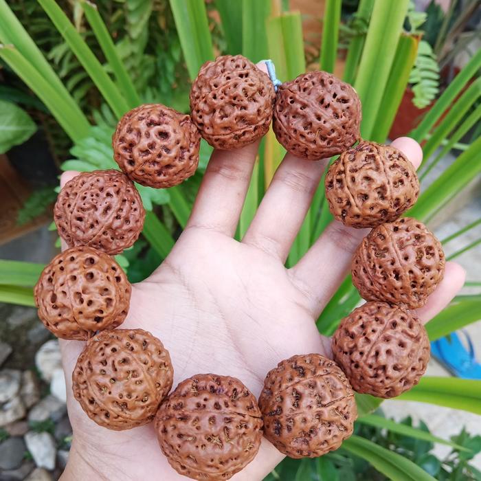gelang jenitri mukhi 7 besar rudraksha