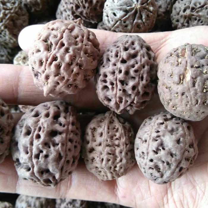 jenitri genitri rudraksha harga perkilo