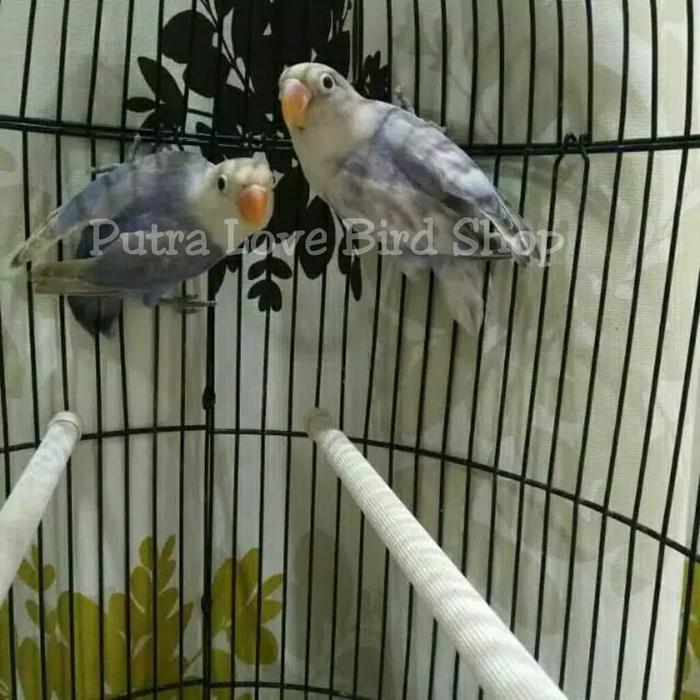 love bird Bs vio x pasvio sable pasangan balibu