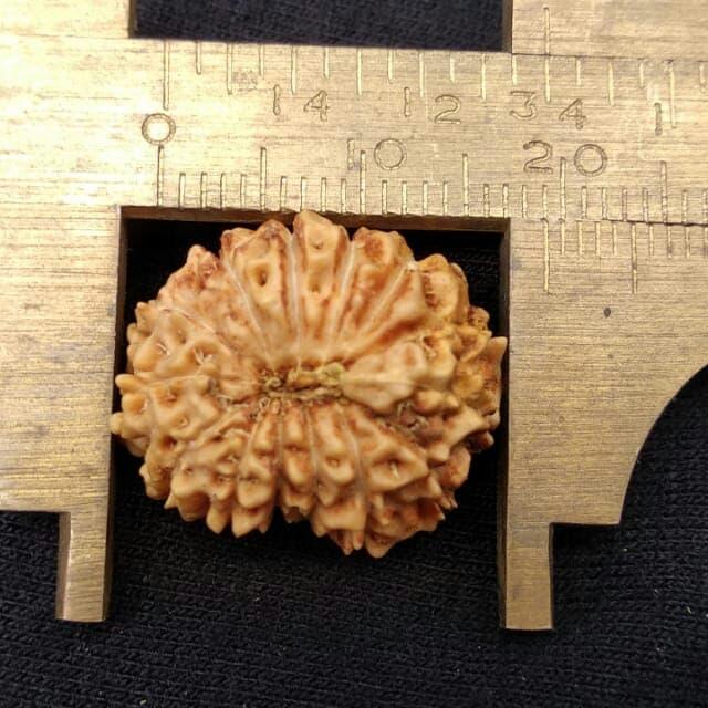 rudraksha jenitri genitri mukhi 14 P18mm x L16 mm