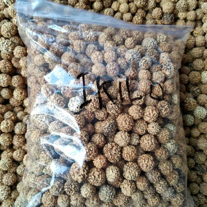 jenitri genitri kiloan harga perkilo