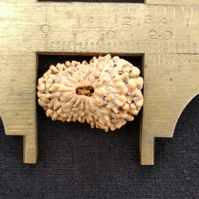rudraksha jenitri mukhi 14 P19mm x L13mm