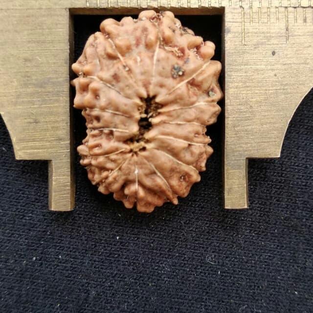 rudraksha jenitri mukhi 14 P20mm x L15 mm