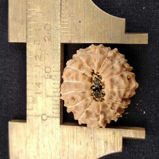 rudraksha jenitri mukhi 14 P20mm x L16mm