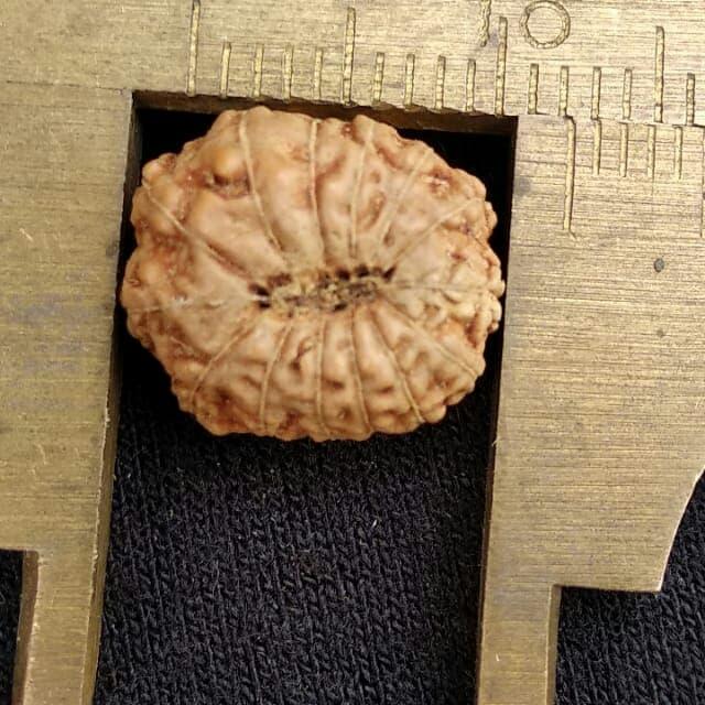 rudraksha jenitri mukhi 14 P12mm x L10mm
