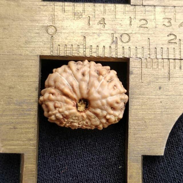 rudraksha jenitri mukhi 14 P14mm x 11mm