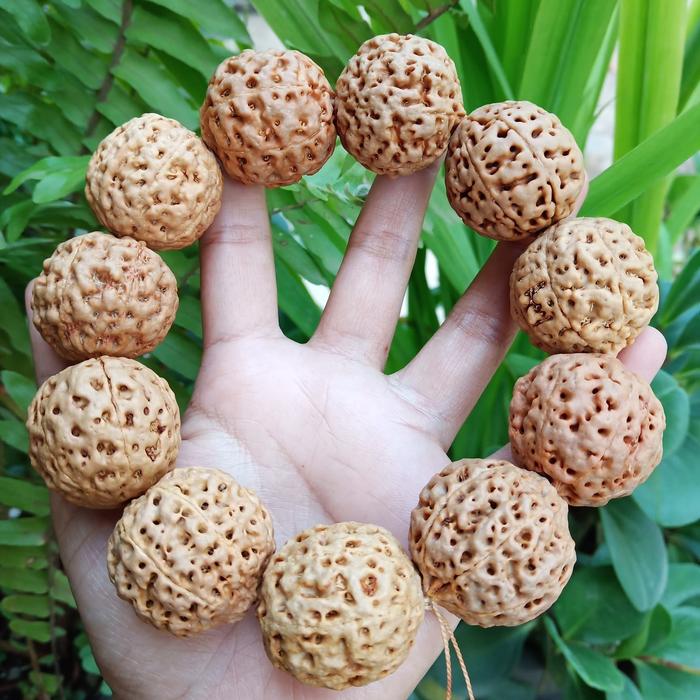 gelang jenitri mukhi 7 genitri original rudraksha