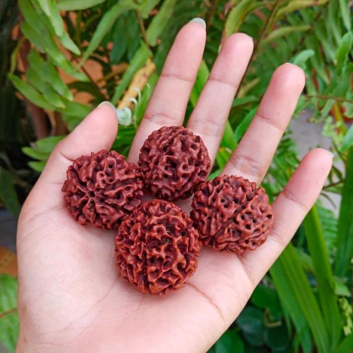 jenitri mukhi 6 mukhi 7 rudraksha