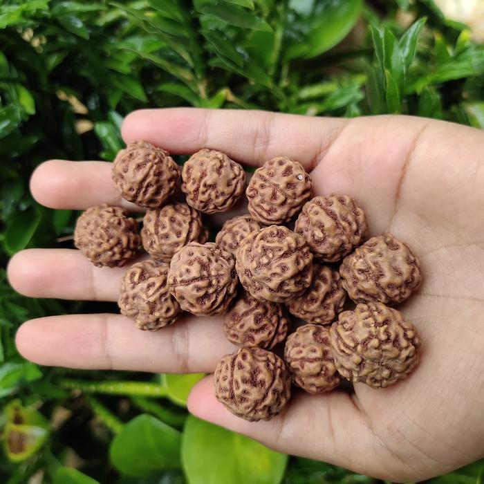 biji jenitri 1 kilo sudah lubang bahan acc kesehatan