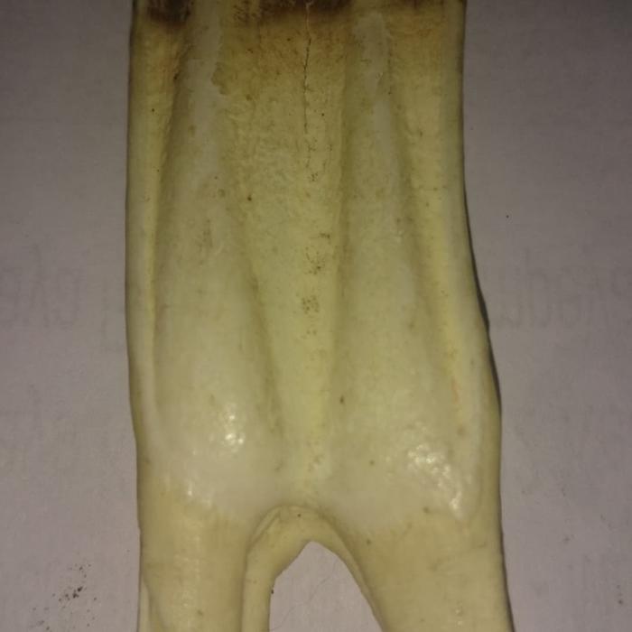 siung warak asil