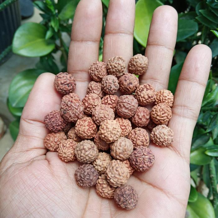 biji jenitri kiloan sudah lubang
