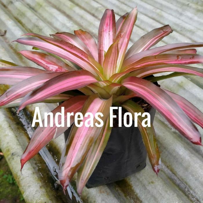 Bunga Bromelia Tricolor - Threecolor