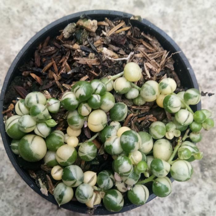 SUKULEN SNACHIO TASBIH VARIEGATA