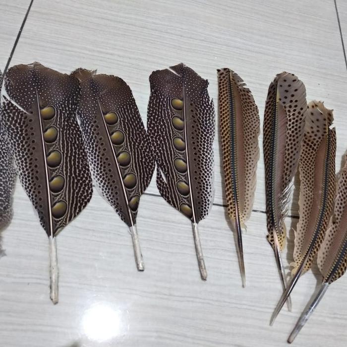 Bulu Burung Ruai (Panjang 30-40 cm)