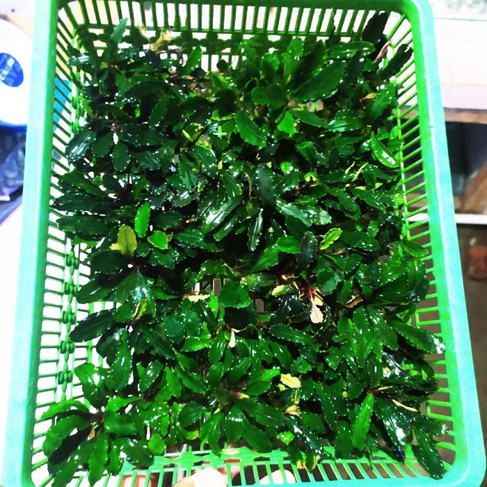 bucephalandra sp Nanga pinoh green porsi keranjang