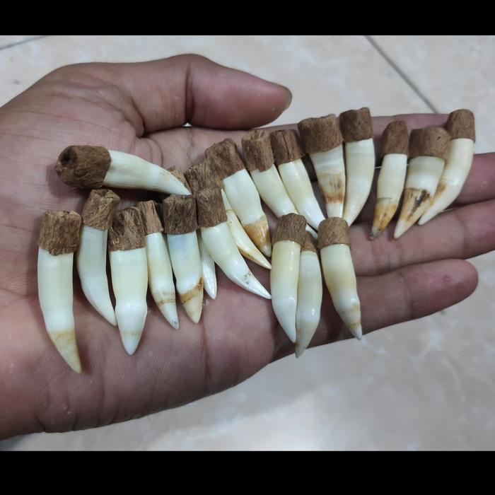 Gigi buaya asli
