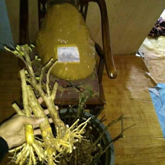 Anting Putri Bonggol Bonsai Anting Putri Ukuran Kecil Anput Super