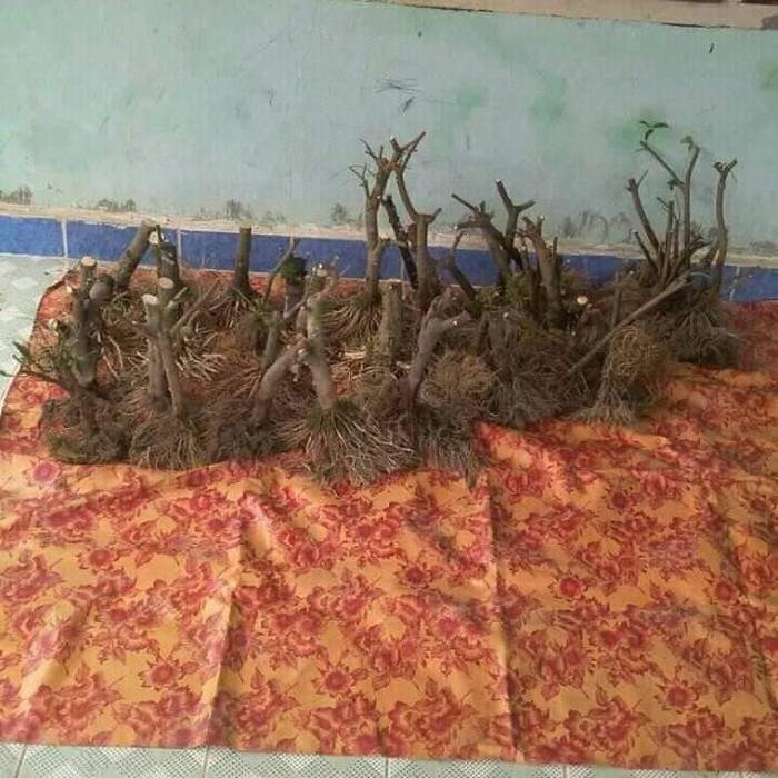 Anting Putri Bonggol Bonsai Anting Putri Ukuran Sedang Anput Super