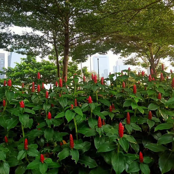 bibit tanaman hias bunga pacing pentul.