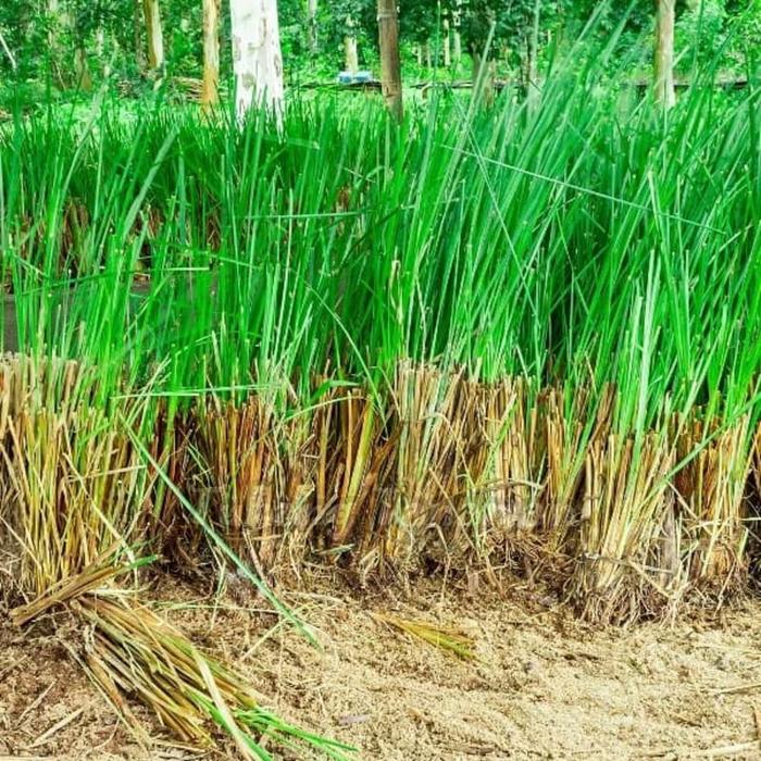 RUMPUT VERTIVER AKAR WANGI RUMPUT PERSI PERSI GOOD PRODUK