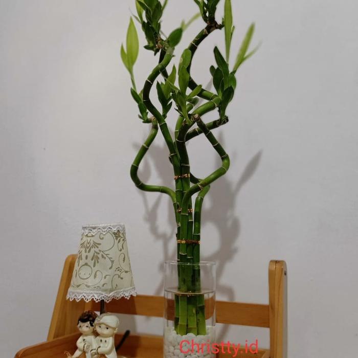 Bambu Hoki Model Lilit