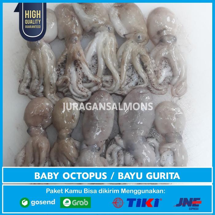 Baby octopus / Baby gurita frozen / Octopus gurita termurah