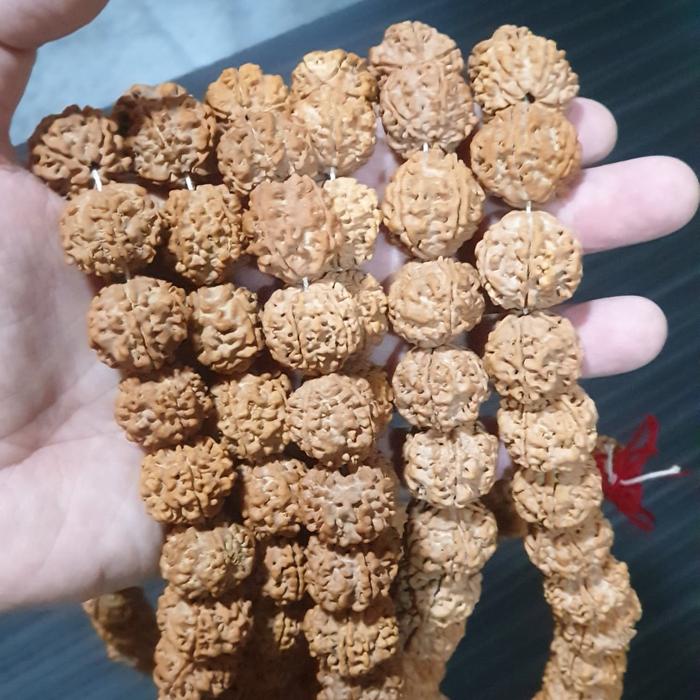 Rudraksha 5 mukhi asli 100% nepal ukuran 18 21 mm