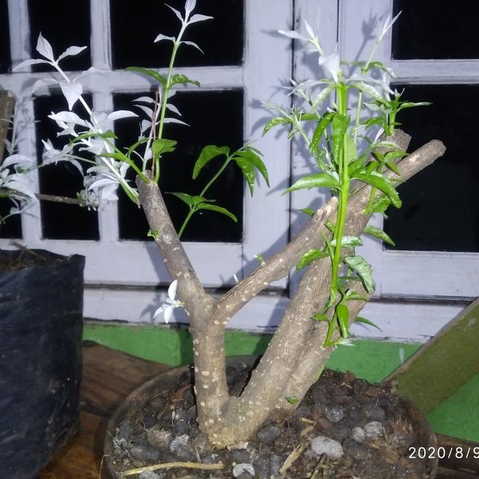 Tanaman Hias Anting putri salju -Anting putri varigata