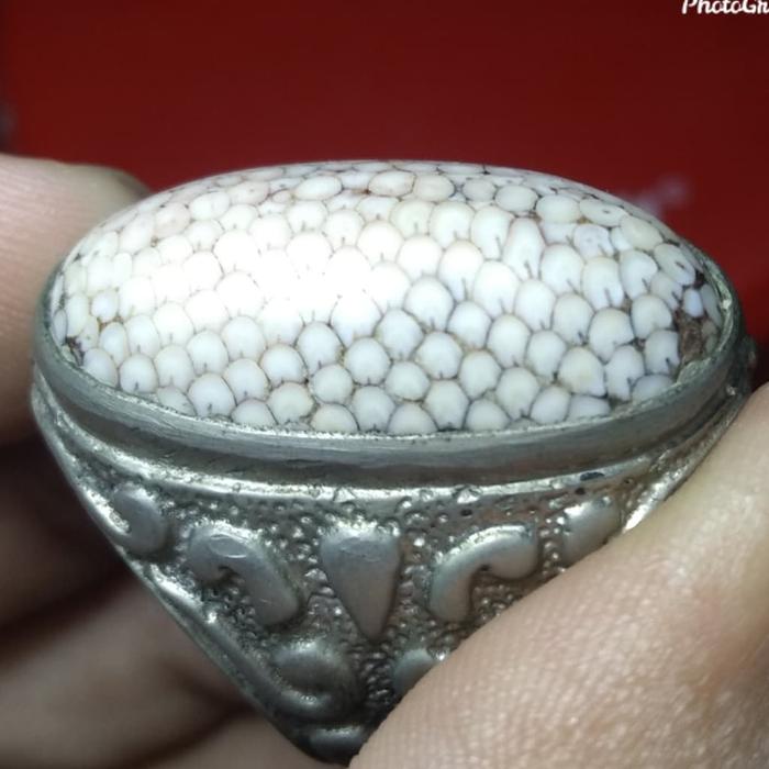 natural sisik ular jipen jumbo
