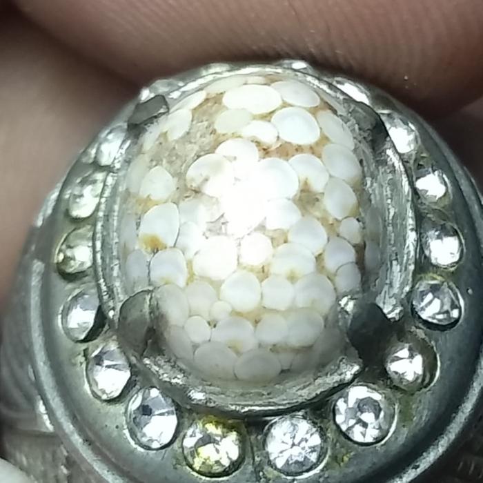 natural fosil sisik ular jipen
