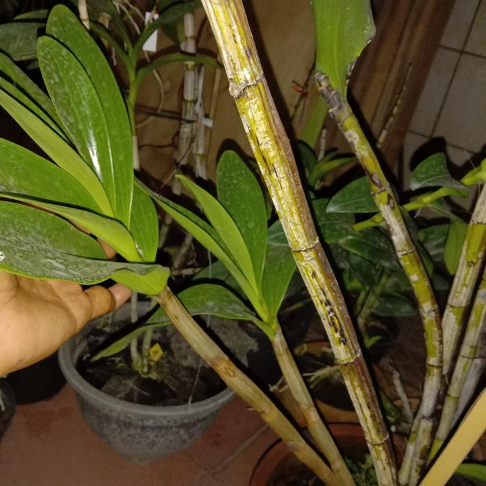 Dendro spectabile dewasa