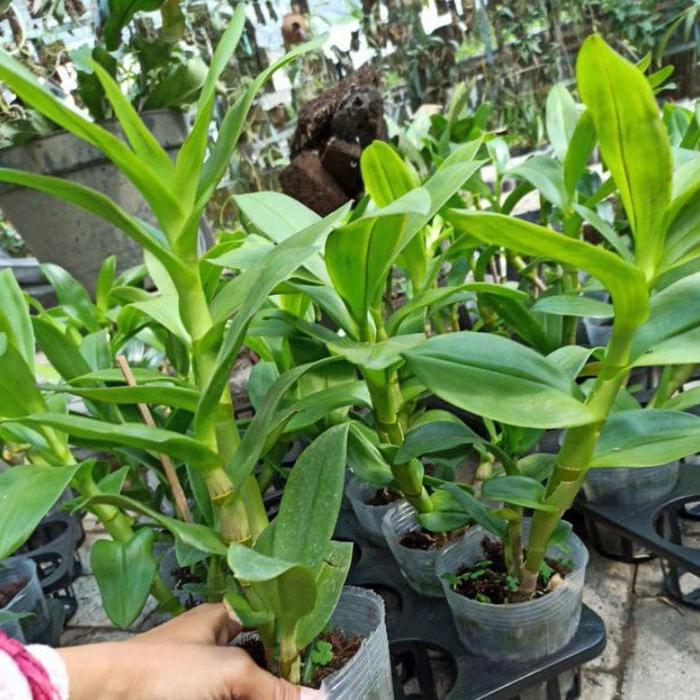 ANGGREK DENDRO LOP BURI BLACK DEWASA