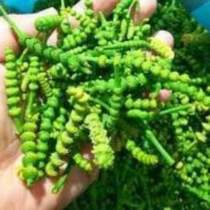 MELINJO | KEMBANG MELINJO | SUCENG | UCENG | KEROTO MELINJO