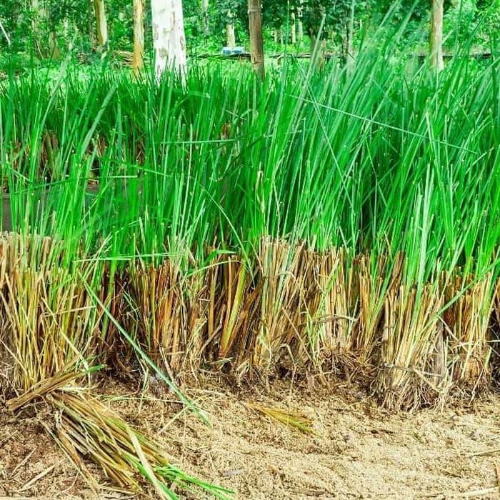 Rumput Vertiver - Akar Wangi -rumput Persi Persi